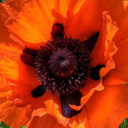 Papavero gigante - Giant Poppy